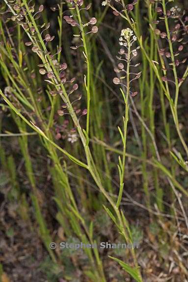 lepidium virginicum ssp virginicum 4 graphic